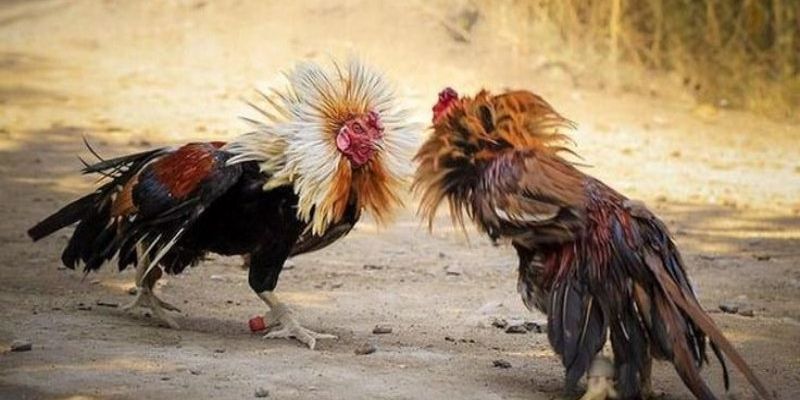 Các loại cược có tại đá gà cựa sắt nên biết để chơi thông minh