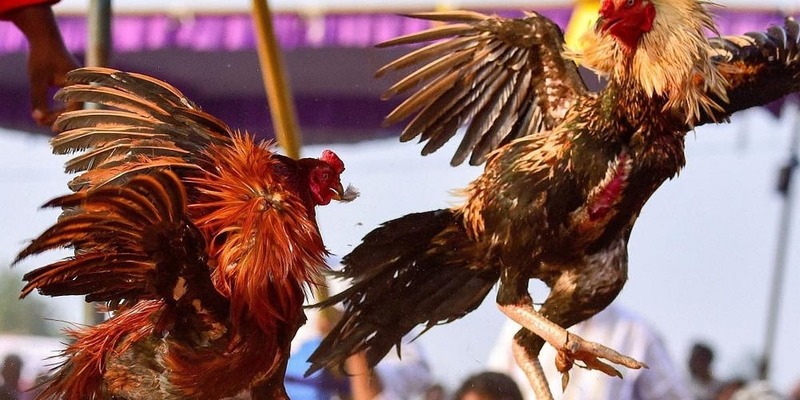 Cách tham gia đá gà CPC2 tại ĐÁ GÀ THOMO