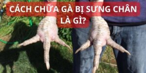 Cách Trị Gà Bị Sưng Chân - Các Kỹ Thuật Điều Trị Hiệu Quả