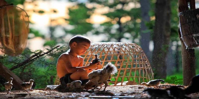 Chi tiết về cách tắm cho gà chọi đơn giản hiệu quả