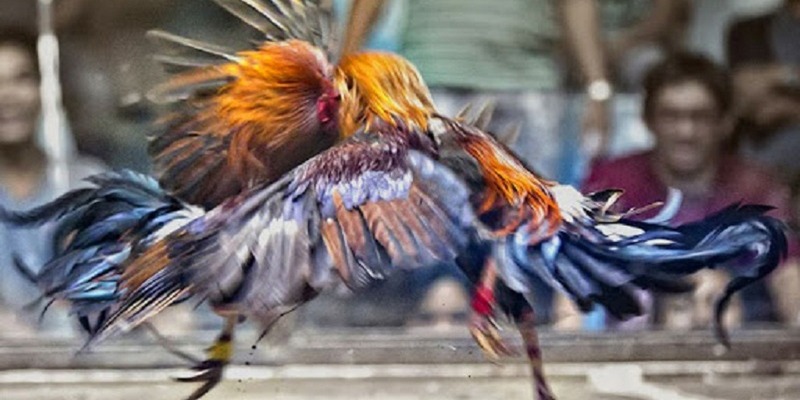 Đá gà CPC2 là gì?