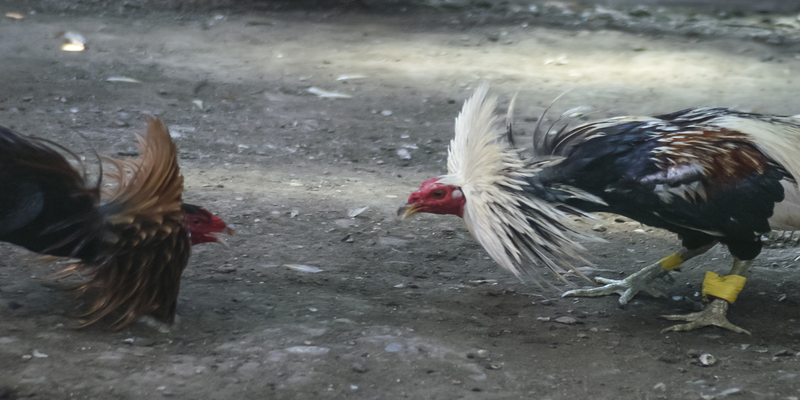 Đá gà đòn truyền thống