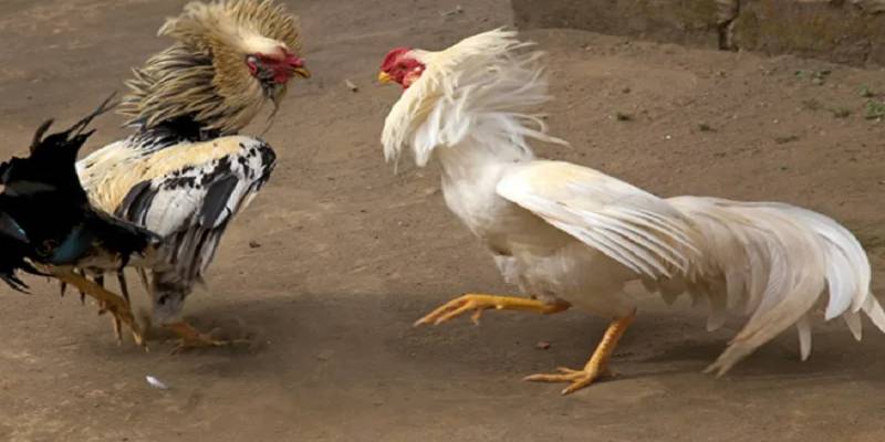 Điểm qua những loại thuốc gà đá mạnh tốt nhất hiện nay