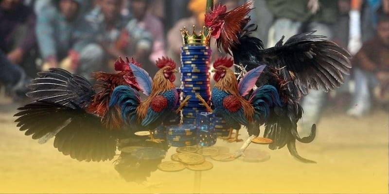 Hướng dẫn tân thủ đặt cược nhanh chóng tại trường gà Thomo