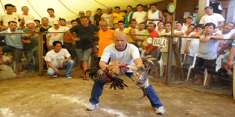 Luật chơi đá gà Philippines