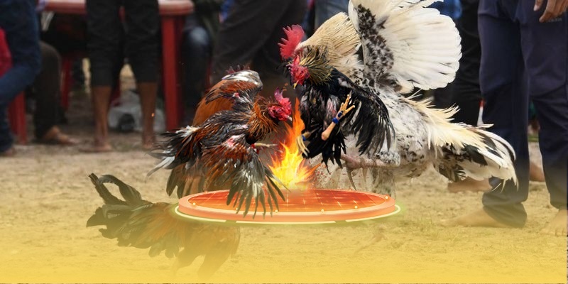 Lý do đá gà CPC2 rất được yêu thích tại ĐÁ GÀ THOMO