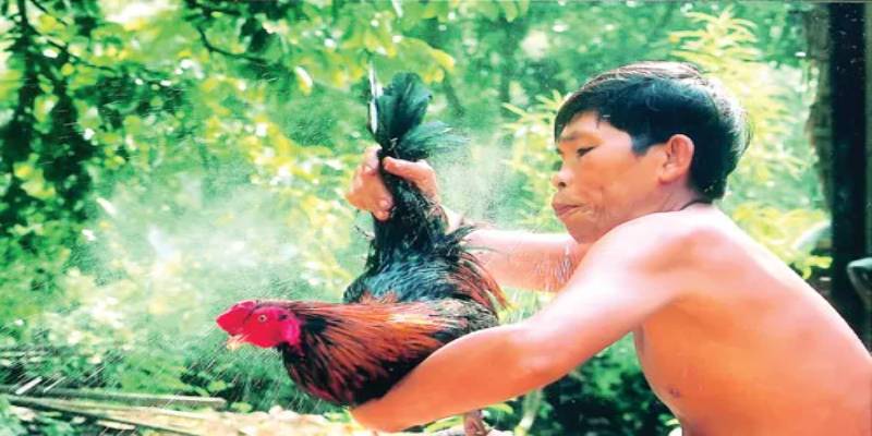 Một số lưu ý cơ bản trong cách tắm cho gà chọi cần nắm