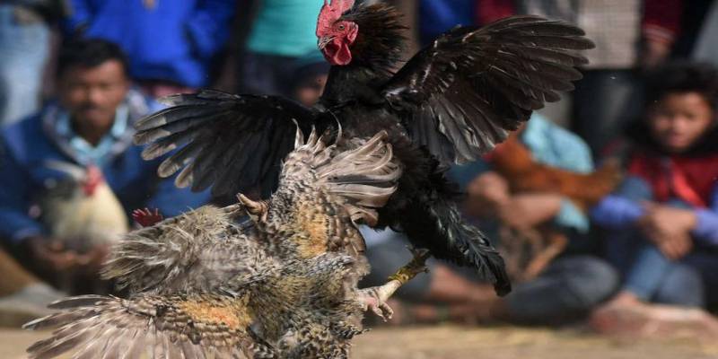 Một vài lưu ý khi sư kê áp dụng cách làm gà sung sức