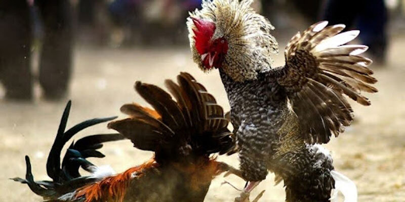 Những điểm khiến đá gà CPC4 không thể bỏ lỡ