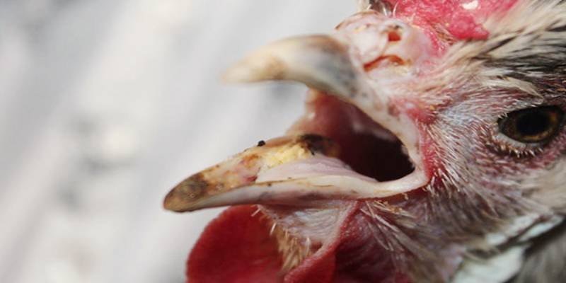 Những nguyên nhân gây bệnh trong cách trị gà bị khò khè