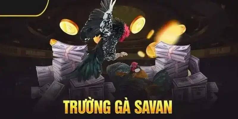 Những thể loại chọi kê hấp dẫn tại đấu trường gà Savan