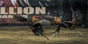 Thuốc Bổ Cho Gà Chọi - Những Thông Tin Sư Kê Cần Nắm Rõ