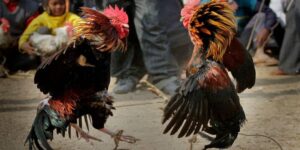 Thuốc Gà Đá Mạnh - Bí Quyết Độ Thần Kê Dễ Dàng Hiệu Quả