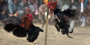 Thuốc Tăng Bo Cho Gà - Thần Dược Cho Các Trận Chọi Kê