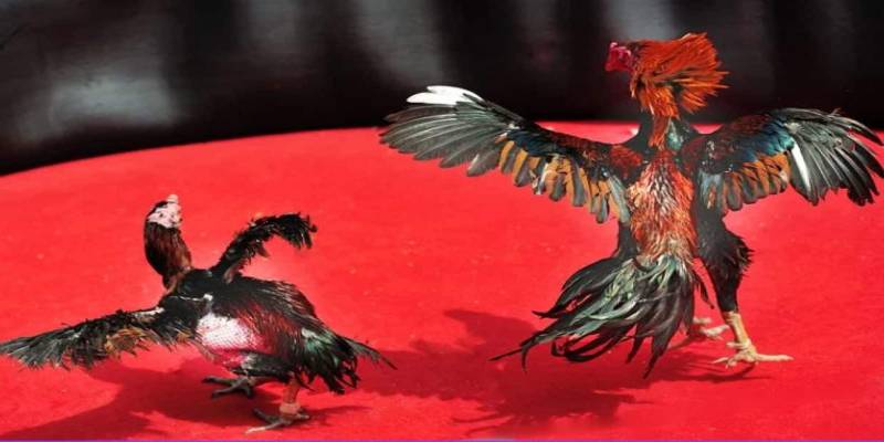 Trường gà C1 là gì?