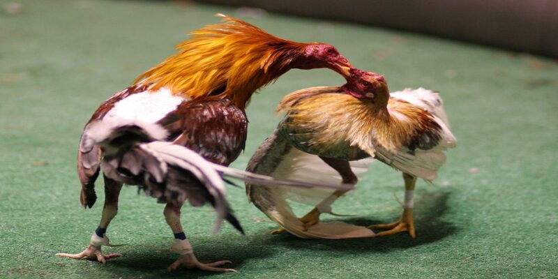 Ưu điểm “hút hồn” của trực tiếp đá gà CPC3