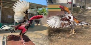 Vitamin Cho Gà Chọi - Sự Bổ Sung Cần Thiết Trong Chế Độ