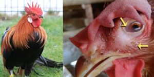 Gà bị sưng phù đầu