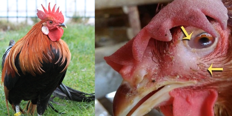 Gà bị sưng phù đầu